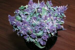 Descubre todo sobre la variedad de cannabis Purple Haze: características, efectos y su historia en el cultivo
