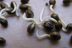 Como germinar semillas de cannabis en servilleta