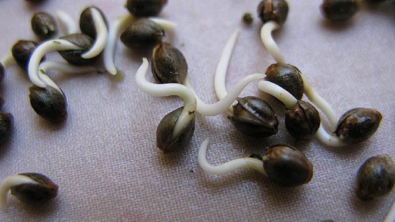 Como germinar semillas de cannabis en servilleta