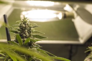 Iluminación LEC para cultivo de marihuana