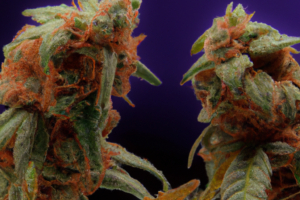 Aprende sobre los distintos tipos de hongos en el cannabis y cómo prevenirlos y remediarlos.