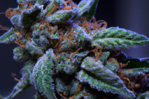 Descubre todo sobre la cepa de cannabis Chemdawg: Análisis e información completa.