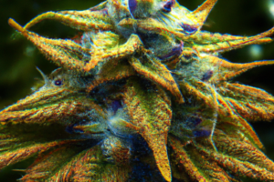 Master Kush: Conoce esta variedad de cannabis y sus usos medicinales