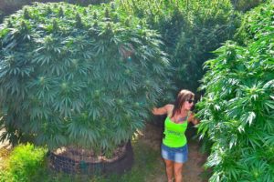 ¿Cómo cultivar Marihuana en Exterior? Guía paso a paso