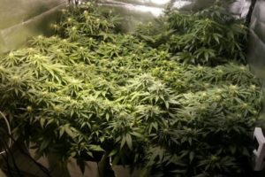 Como cultivar marihuana en casa