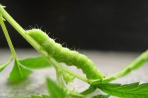 Como eliminar la oruga o gusano de la marihuana