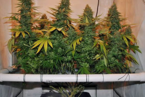 Lavado de raíces en el cultivo de cannabis
