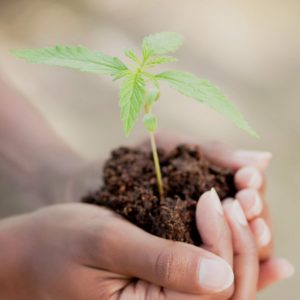 tranplantar planta marihuana